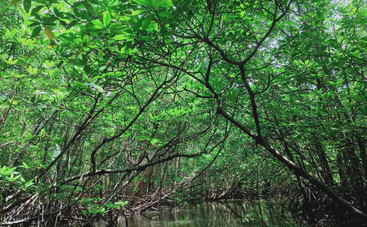 Mangrove Forest Aerial View